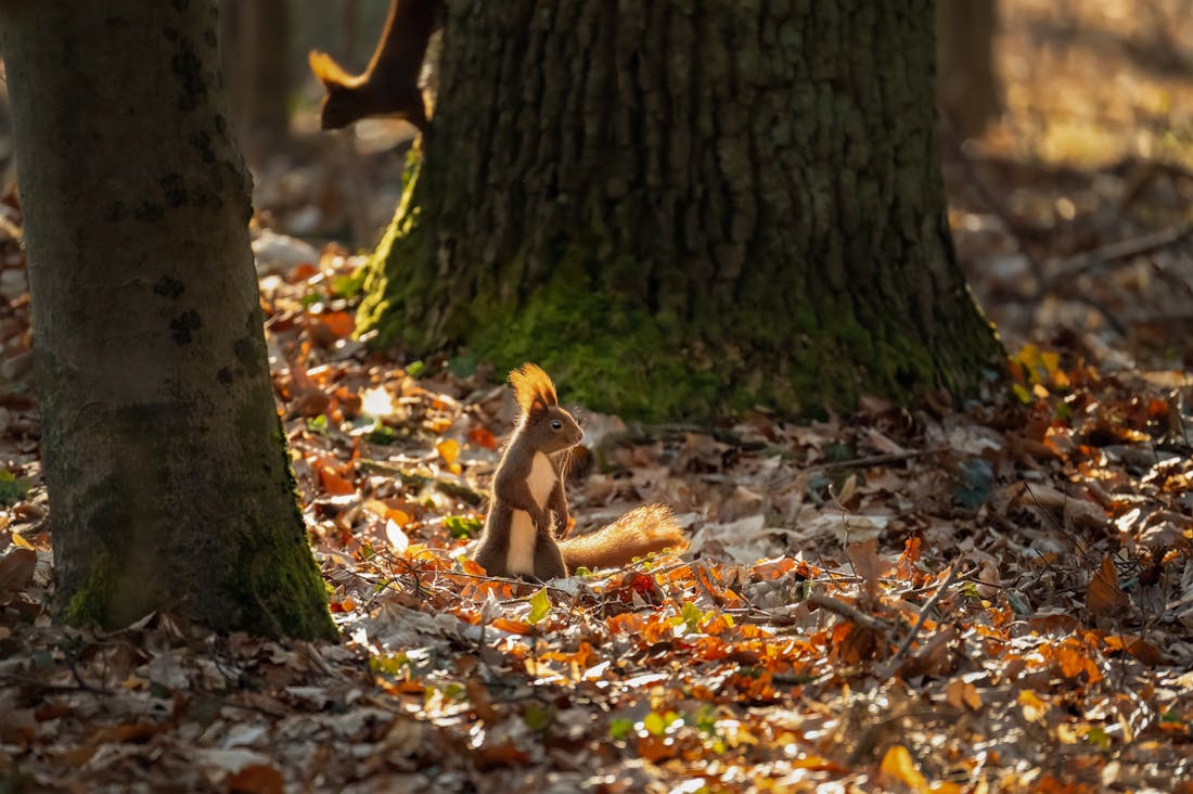 Exploring the Healing Powers of Nature: A Journey Through Eco-Therapy Image 1