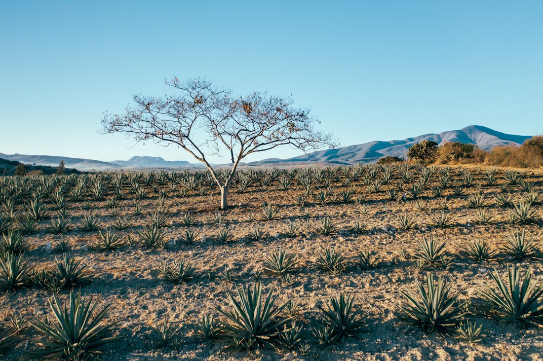 Exploring Unique Travel Destinations: Cultural Experiences That Transform Your Perspective Image 1