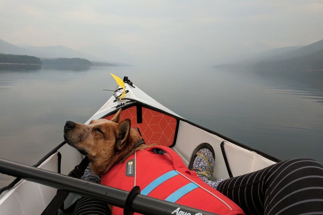 A Tapestry of Life: Exploring the Biodiversity of Glacier National Park