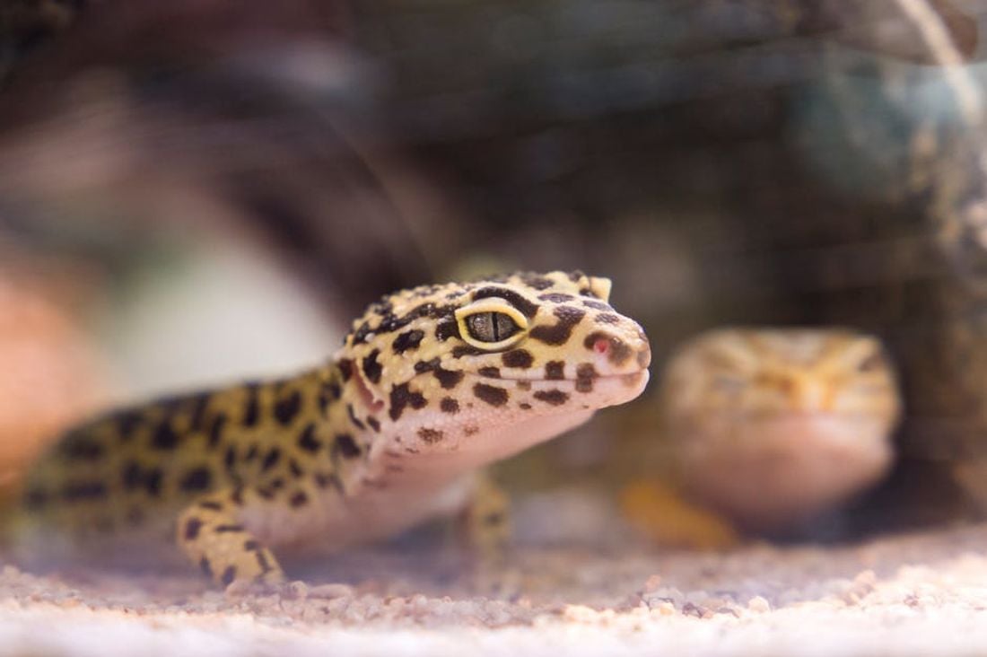 Choosing Your Companion: Finding the Right Reptile for Your Lifestyle