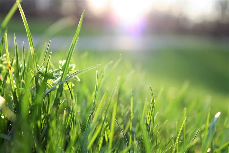 Caring for Your Lawn