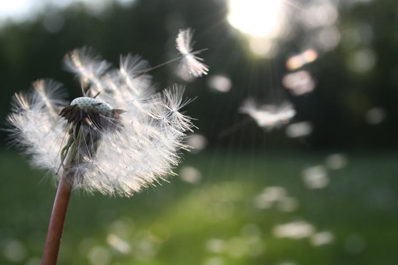 Managing Allergies: How They Affect Your Day-to-Day and Tips for Relief